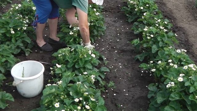 МУЛЬЧИРОВАНИЕ КЛУБНИКИ (ЗЕМЛЯНИКИ) , КОГДА И ЧЕМ МУЛЬЧИРОВАТЬ смотреть онлайн