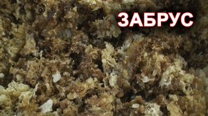Забрус вкуснее и полезнее сотового мёда.