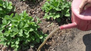 Клубника 🍓 сорт Черный Принц