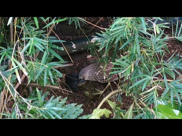 Small heron tries to eat big fish смотреть онлайн