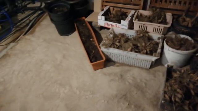 Как я храню инкубационное яйцо смотреть онлайн