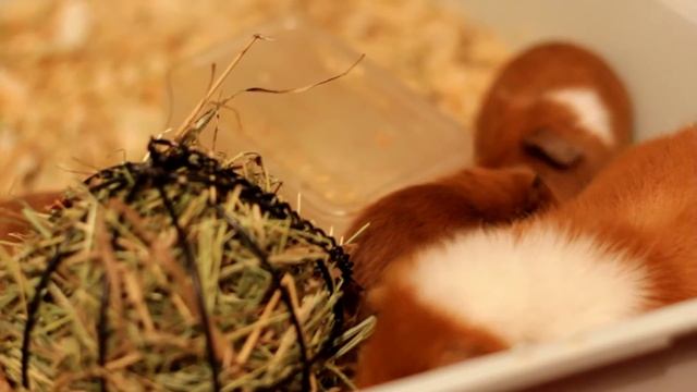 Маленькие морские свинки кушают смотреть онлайн