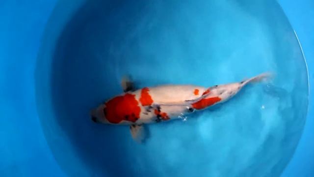 MVI 7203 смотреть онлайн