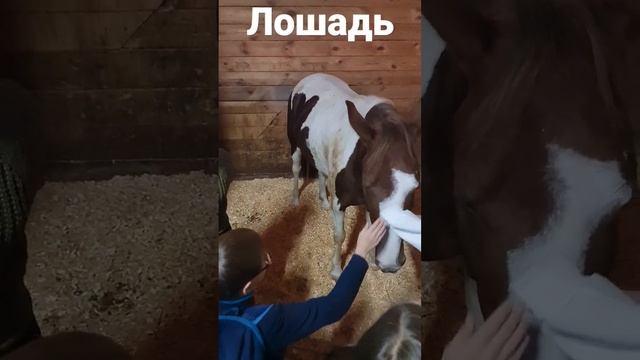 Лошадь настоящая - a real horse смотреть онлайн