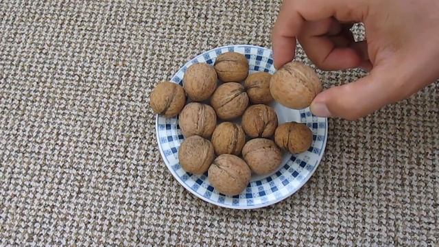 Как вырастить грецкий орех из орешка смотреть онлайн