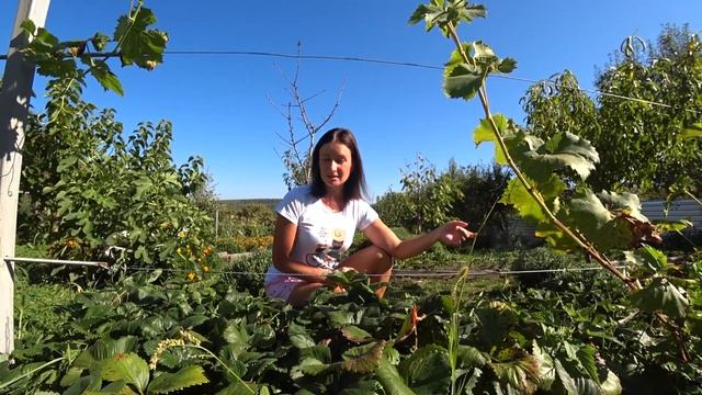 Размножение клубники Сирия. Сколько у меня теперь кустов. Краснодарский край. смотреть онлайн