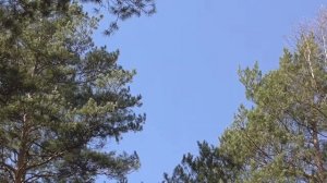 Снятие шума в ушах Настрои академика Сытина Г.Н.