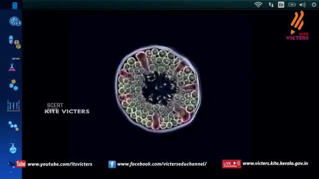 Plus Two Online Class ZOOLOGY Class 2-First Bell-KITE VICTERS-PTMHSS THAZHEKODE смотреть онлайн
