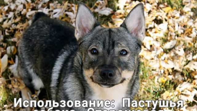 Порода: Шведский вальхунд?♥ смотреть онлайн