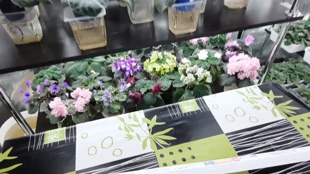 Какое ОСВЕЩЕНИЕ подходит для фиалок? МОЙ СЕКРЕТ УСПЕШНОГО ВЫРАЩИВАНИЯ ФИАЛОК #4 смотреть онлайн