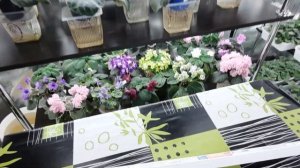 Какое ОСВЕЩЕНИЕ подходит для фиалок? МОЙ СЕКРЕТ УСПЕШНОГО ВЫРАЩИВАНИЯ ФИАЛОК #4