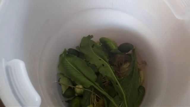 хрустящие огурцы ну очень вкусные, солёные огурцы на зиму, бочковые огурцы смотреть онлайн