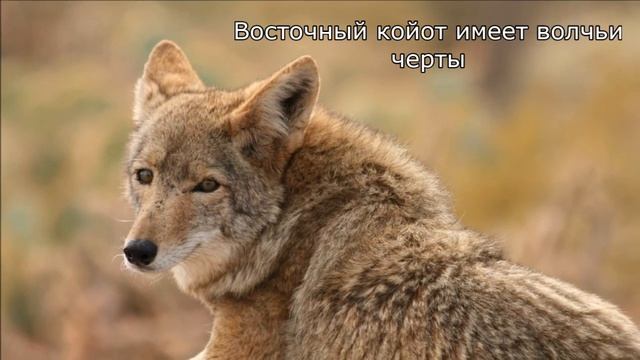 5 ФАКТОВ О КОЙОТАХ смотреть онлайн