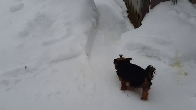 ПЬЕМ КОФЕ С КРЫМЧАНАМИ.КАБАЧКОВЫЕ ОЛАДУШКИ К ОБЕДУ. смотреть онлайн