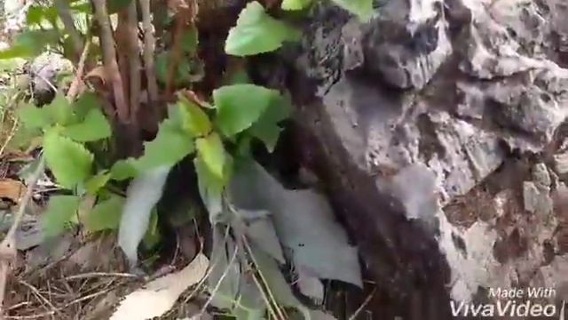 Trekking - George Everest Mussoorie