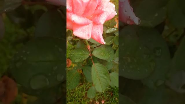 Wonderful autumn mood, Rose and its enchanting color Роза счастья, розовые оттенки цветов (Крым) смотреть онлайн