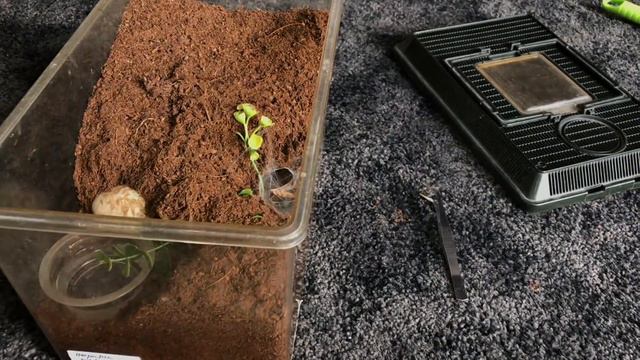I CAN’T BELIEVE I FINALLY own this TARANTULA !!! смотреть онлайн