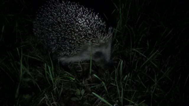 Ночные гости или колючая парочка. смотреть онлайн