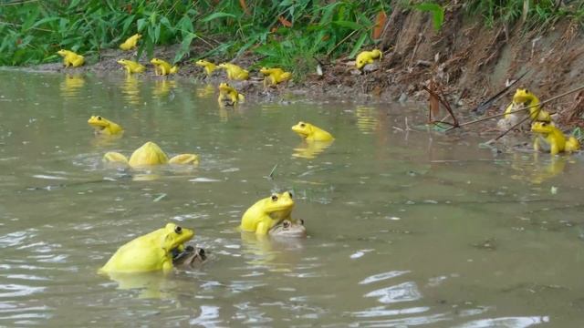 Rare Yellow Frog Wonderful Indian Bullfrog Video | Frog Sounds