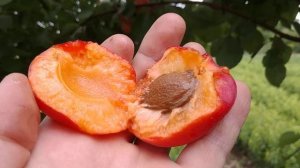 Абрикос Тотем (apricot Totem). Надранний сорт солодкого смаку. Перші плоди. Огляд від Максі Сад