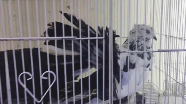 Birds And Animals Market In Sharjah | Pets Shop In UAE | #pets смотреть онлайн