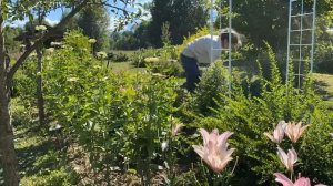 Женские будни//Как изменился новый участок//большой урожай//заготовки на зиму