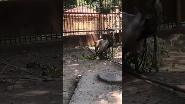 Сегодня мы рассказали о винторогих козлах или мархурах смотреть онлайн