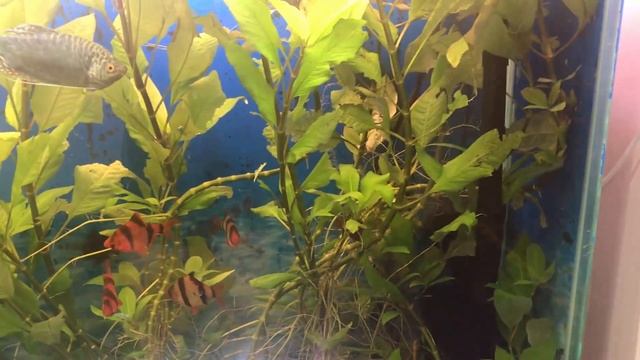 Рыбки для аквариума крупные смотреть онлайн