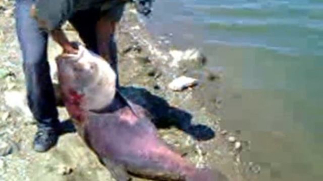 Симферопольское водохранилище.Толстолобик гигант 46кг.Big tolstolobik fishing.Ловля толстолоба. смотреть онлайн