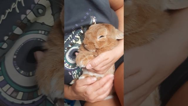 КАК СТРИЧЬ КОГТИ КРОЛИКАМ? смотреть онлайн