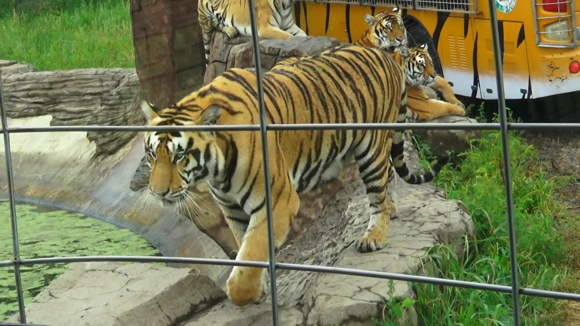 Харбин. Китай . Поездка в тигровый парк -17 серия смотреть онлайн