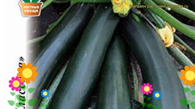 Кабачок Патио Стар F1. Краткий обзор, описание характеристик, где купить семена cucurbita pepo смотреть онлайн