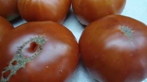 ТОМАТ АЛТАЙСКИЙ ОРАНЖЕВЫЙ -  ОЧЕНЬ ВКУСНЫЙ, ОЧЕНЬ СЛАДКИЙ! Ольга Чернова