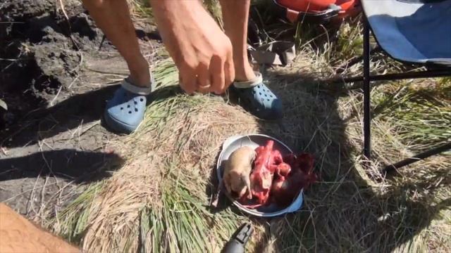 Открытие осеннего сезона охоты на утку!!!Омская область смотреть онлайн