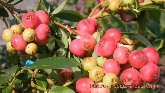 Голубика высокорослая Пинк Лимонад (pink limonad) ? обзор: как сажать, саженцы голубики Пинк Лимона смотреть онлайн