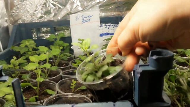 НЕРЕАЛЬНО КРАСИВЫЕ СОРТА ХРИЗАНТЕМЫ. ЧАСТЬ 1. ОБЗОР РАССАДЫ И СОРТОВ . смотреть онлайн