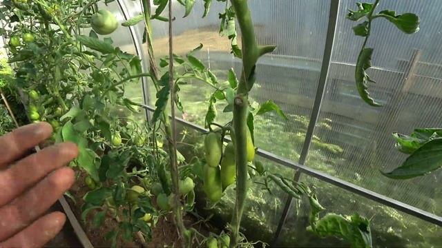 Обзор томатов. Длинные помидорки смотреть онлайн