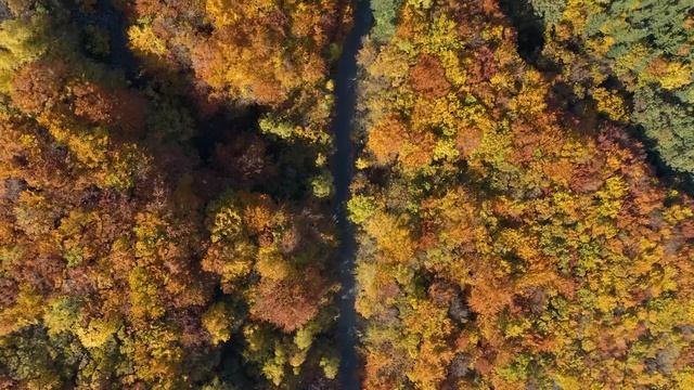 Enchanting Autumn Forests With Beautiful Piano Music?4K Autumn Ambience & Fall Foliage