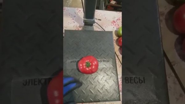 УРОЖАЙНОСТЬ томата TMG 17608