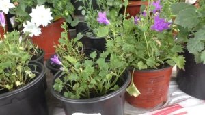 Колокольчик портеншлага. Радикальная обрезка и дальнейший уход