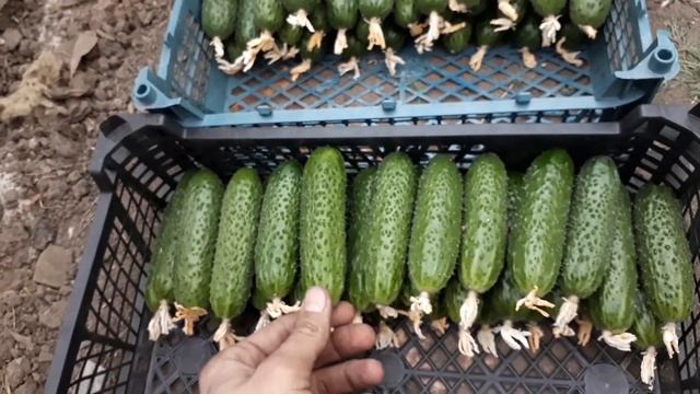 Арктика vs Мадрилене #огурцы в конце ноября Arctic vs madrilene #cucumbers at the end of November смотреть онлайн