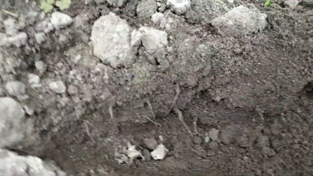 Корневая через месяц.Пинк Маргари F1. смотреть онлайн