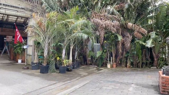 Mc Donalds + Ryukyu Mura + Mga Old Houses ni Guys + Lelian & Anthony Family..🇯🇵💕 смотреть онлайн