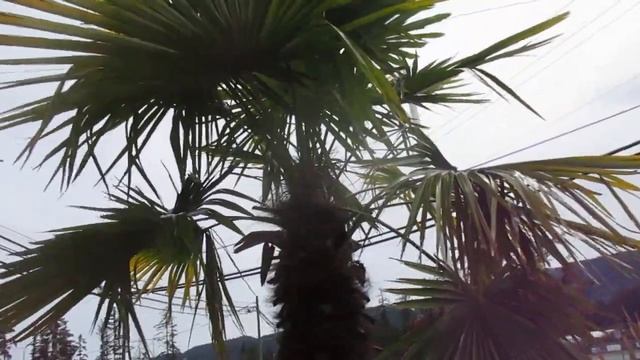 Cordyline australis a short term plant in colder growing zones смотреть онлайн