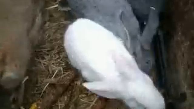 Эти забавные кролики смотреть онлайн