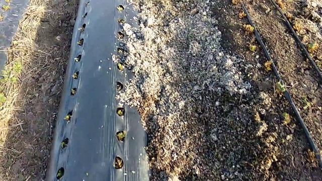 Клубника.что делать весной, и зачем. смотреть онлайн