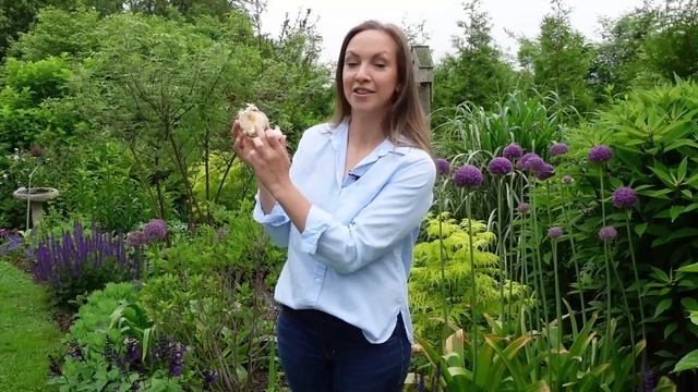How To Plant Allium Bulbs + Best Allium Varieties For Your Garden!! // Northlawn Flower Farm