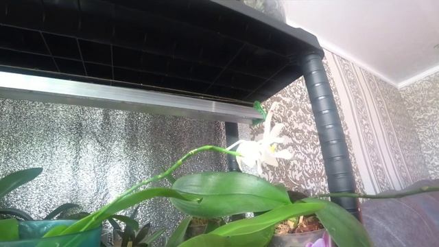 Орхидеи Zebrina и Summer Rose Blue Star(голубая звезда). смотреть онлайн