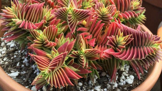 18 Succulents You Can Grow From Seeds смотреть онлайн