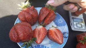 Клубника сорт Генри - изысканная роскошь!